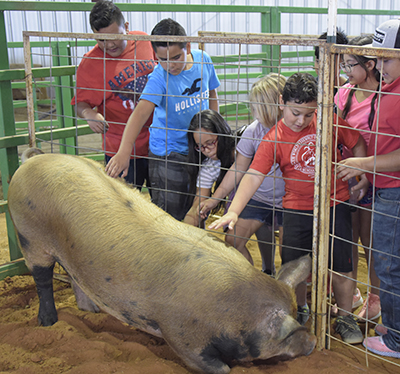 kids petting a pig in a cage
